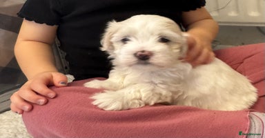 Mixed Breed dogs - Advert 7