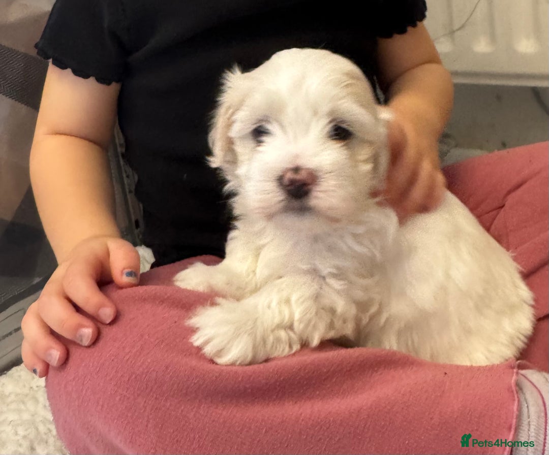 Mixed Breed dogs for sale: Maltese Cross Puppies for Sale  - Image 3