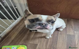 French Bulldog dogs for sale: French bulldog  - Image 2