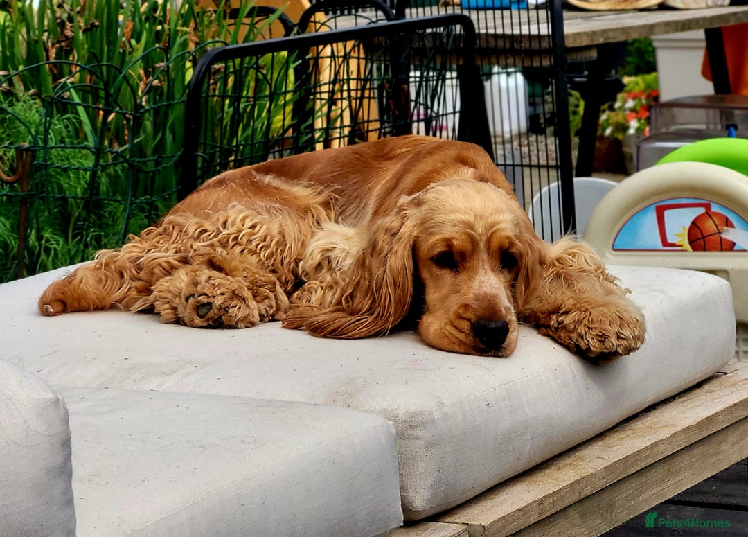Cocker Spaniel dogs for sale: RESERVE NOW Show Champion Cocker Spaniels - Image 11