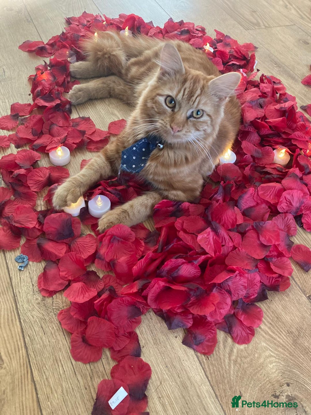 Mixed Breed cats for sale: Simba 💙  - Image 1