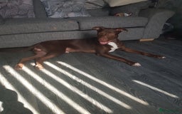Mixed Breed dogs for sale: Xl,staffy,collie mix boy 7 months - Image 3