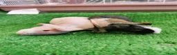 Guinea Pig rodents for sale: Bonded pair of female skinny pigs - Advert 4