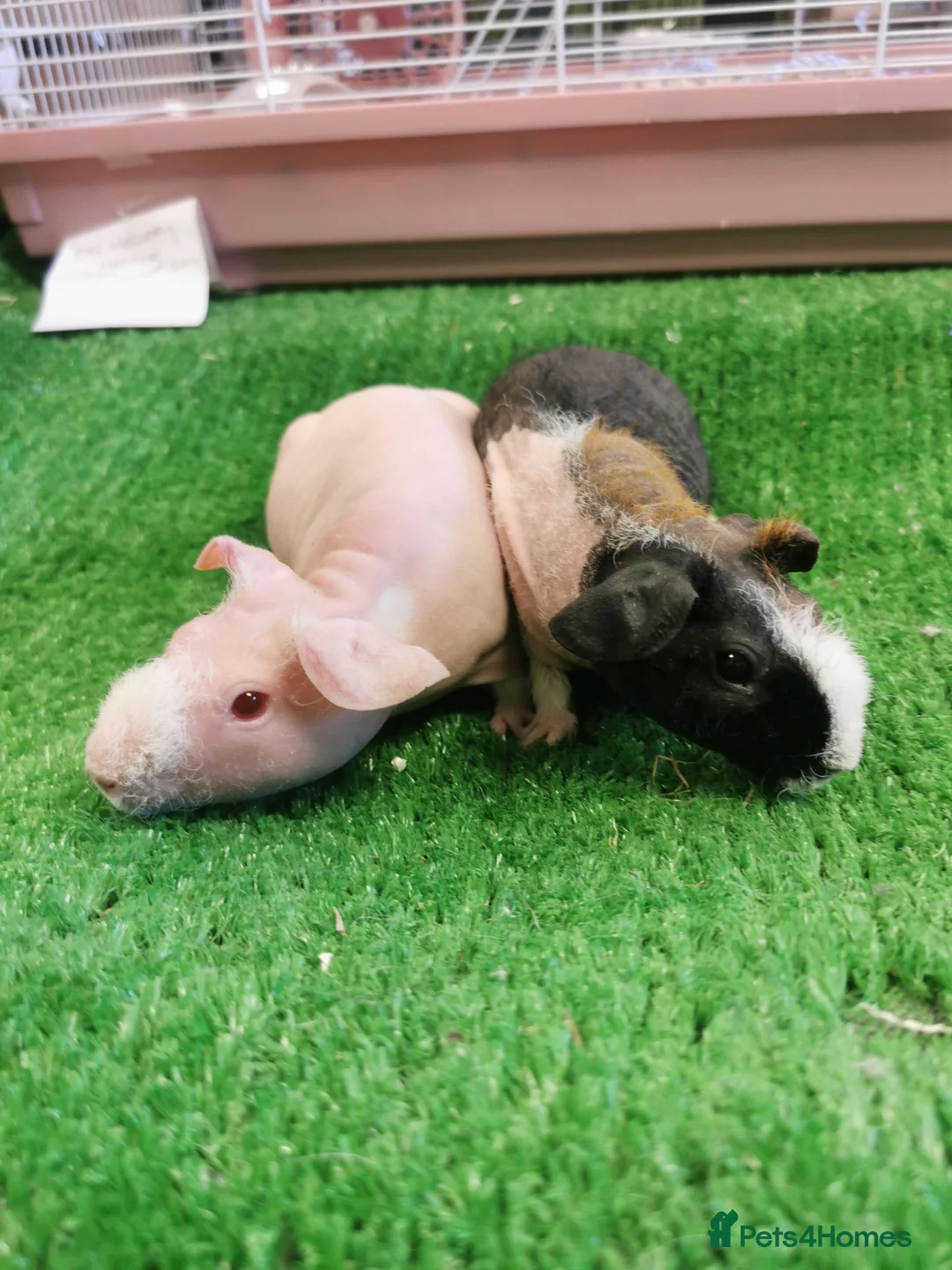 Guinea Pig rodents for sale: Bonded pair of female skinny pigs - Advert 4