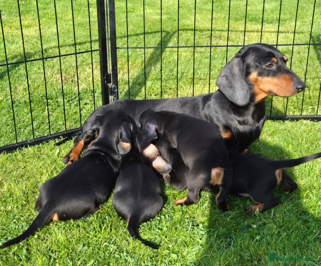 Miniature Dachshund dogs for sale: Champion sired dog puppy - Advert 2