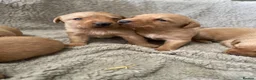 Labrador Retriever dogs for sale: KC registered fox red labradors in Welshpool - Advert 12