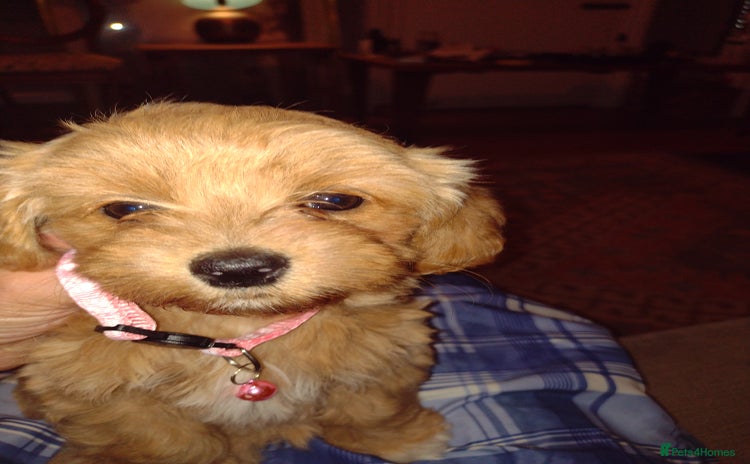 Mixed Breed dogs - Advert 14