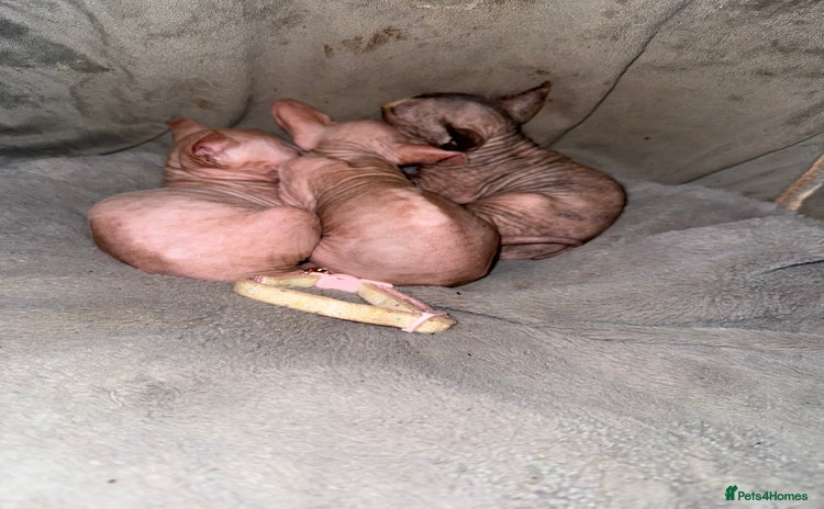 Sphynx cats - Advert 11