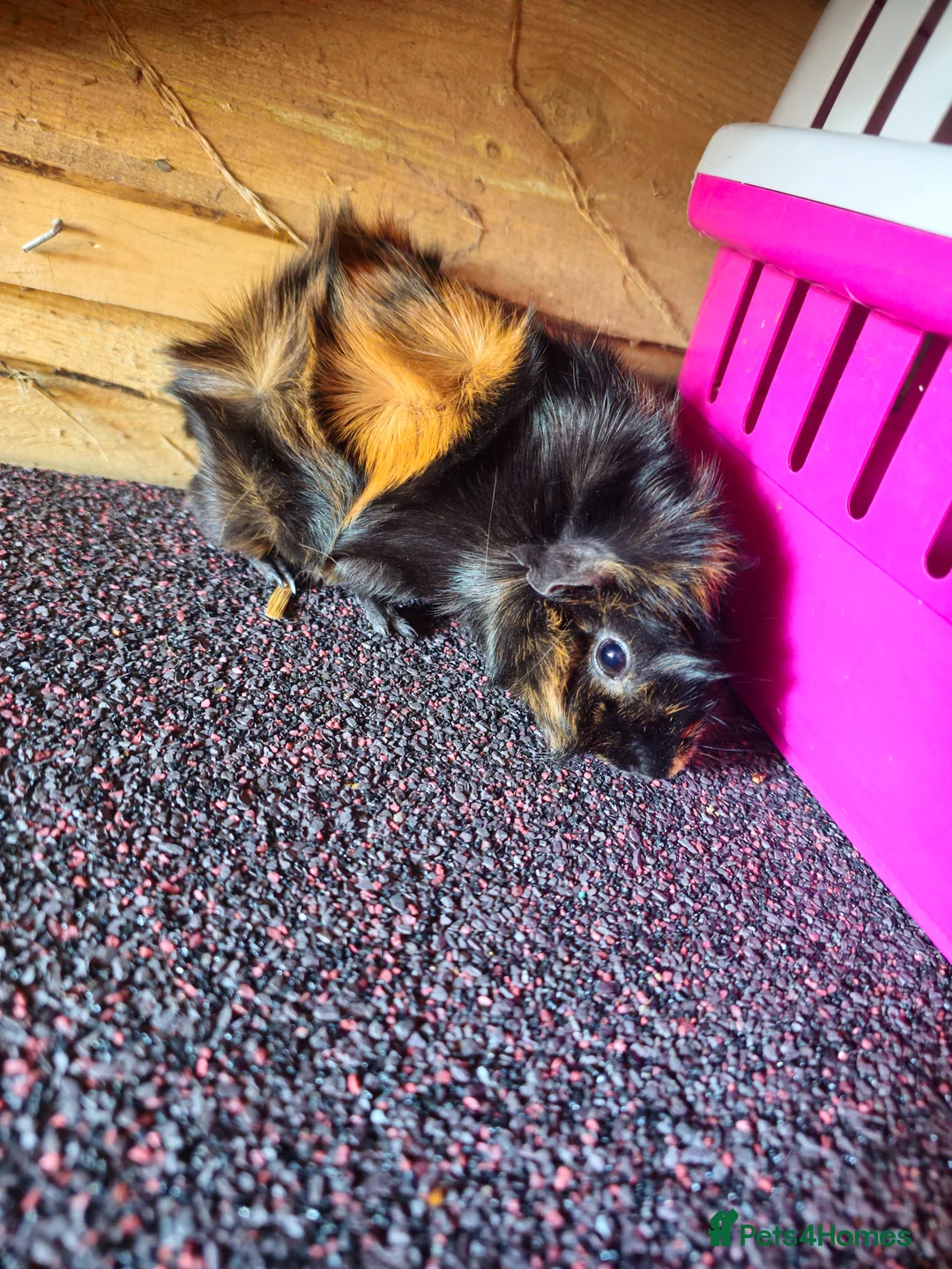 Guinea Pig rodents for sale: 5 month old Abyssinian sow  - Advert 1