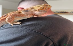 Bearded Dragon reptiles for sale: Red bearded dragon female with Viv and set up  - Image 8