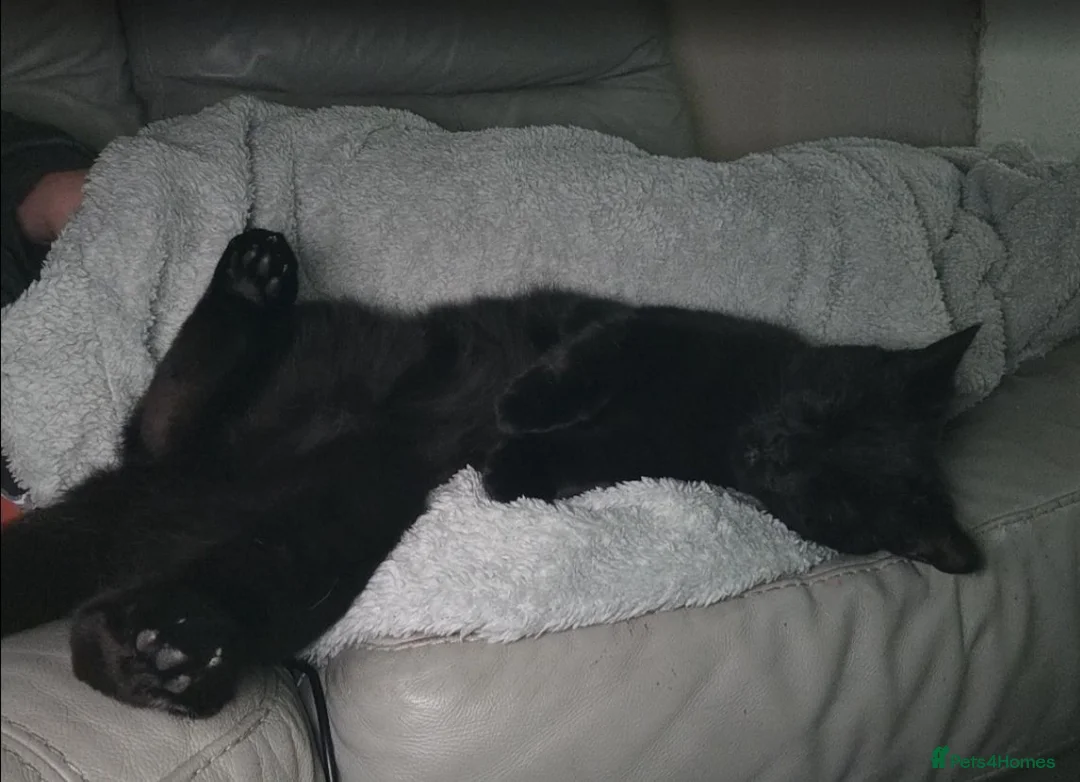 Mixed Breed cats for adoption: Beautiful loving Black Cat in Rochester - Advert 6