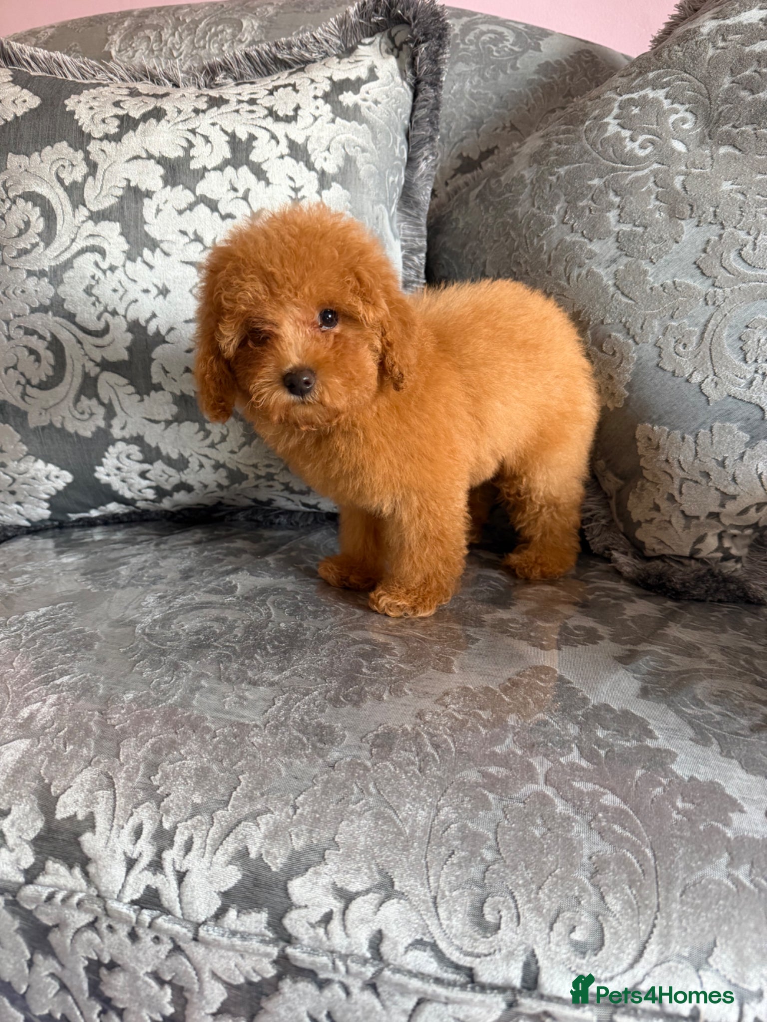 Maltipoo dogs Health tested Maltipoos - Advert 18