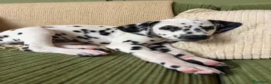 Dalmatian Black Girl - The Thing 