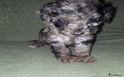 Cockapoo dogs for sale: F2b cockapoo puppies - Image 1