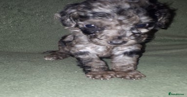 Cockapoo dogs - Advert 6