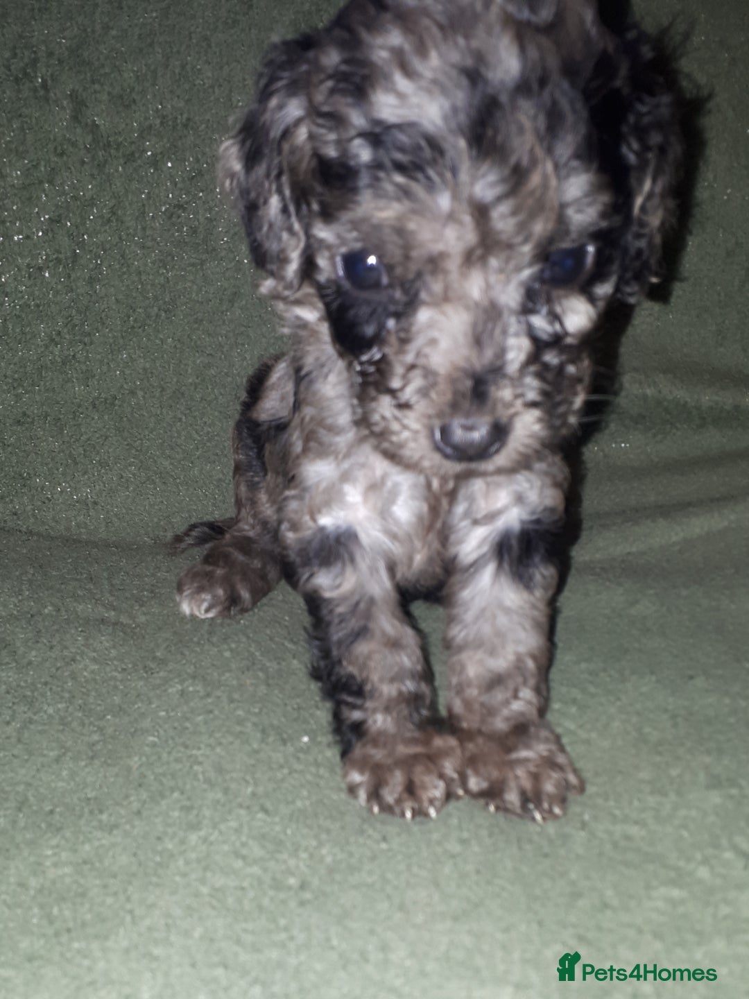 Cockapoo dogs for sale: F2b cockapoo puppies - Image 1