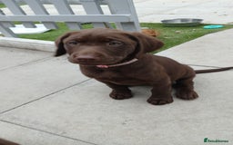 Labrador Retriever dogs for sale: Champain/chocolate puppys - Image 36