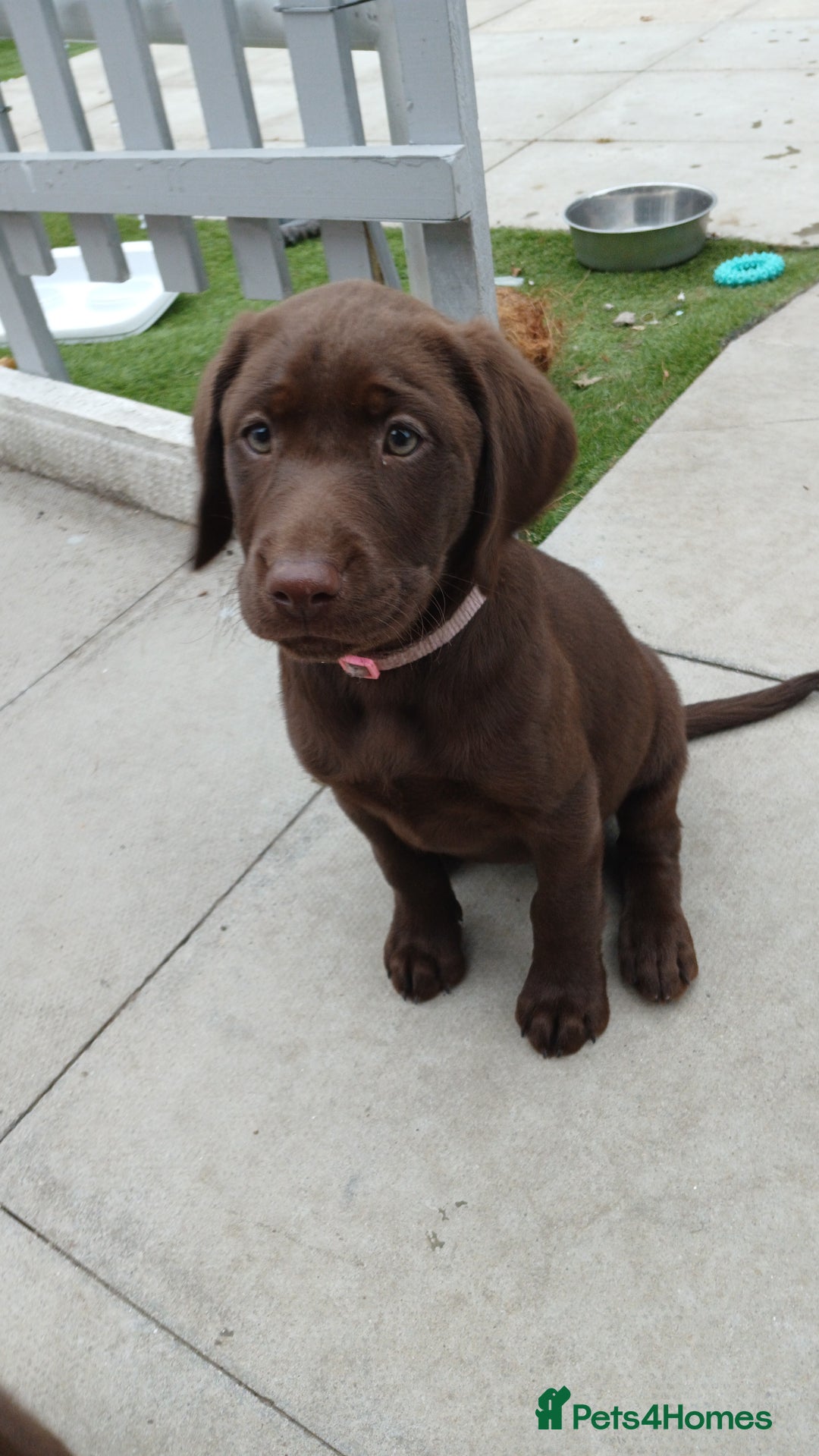 Labrador Retriever dogs for sale: Champain/chocolate puppys - Image 36