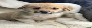 Welsh Corgi Pembroke 2