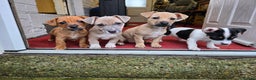 Jack Russell dogs for sale: Jack Russell puppies  - Advert 20