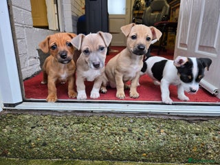 Jack Russell dogs Jack Russell puppies - Advert 5