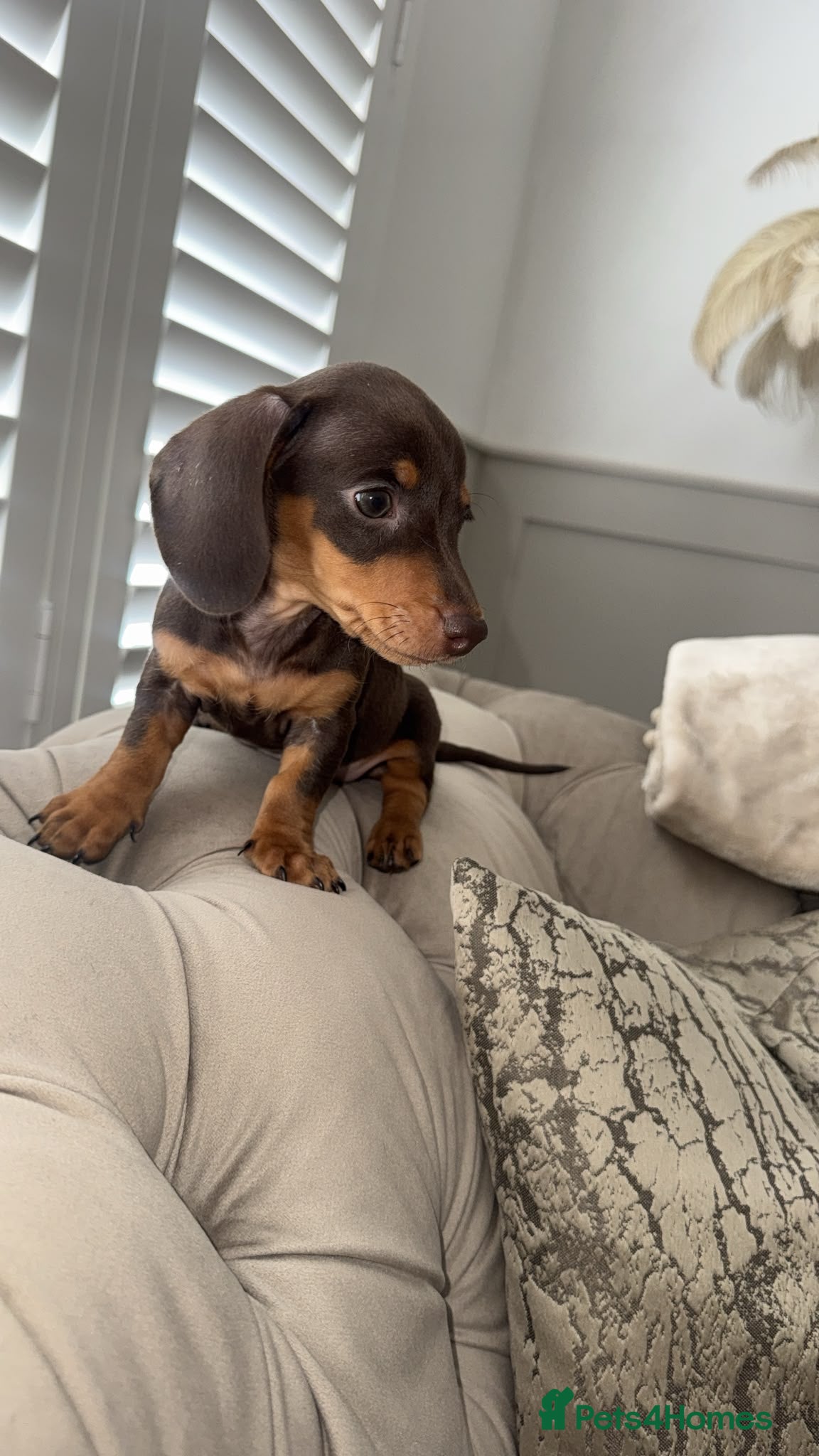 Miniature Dachshund dogs 2 Beautiful miniature dachshund  - Advert 15