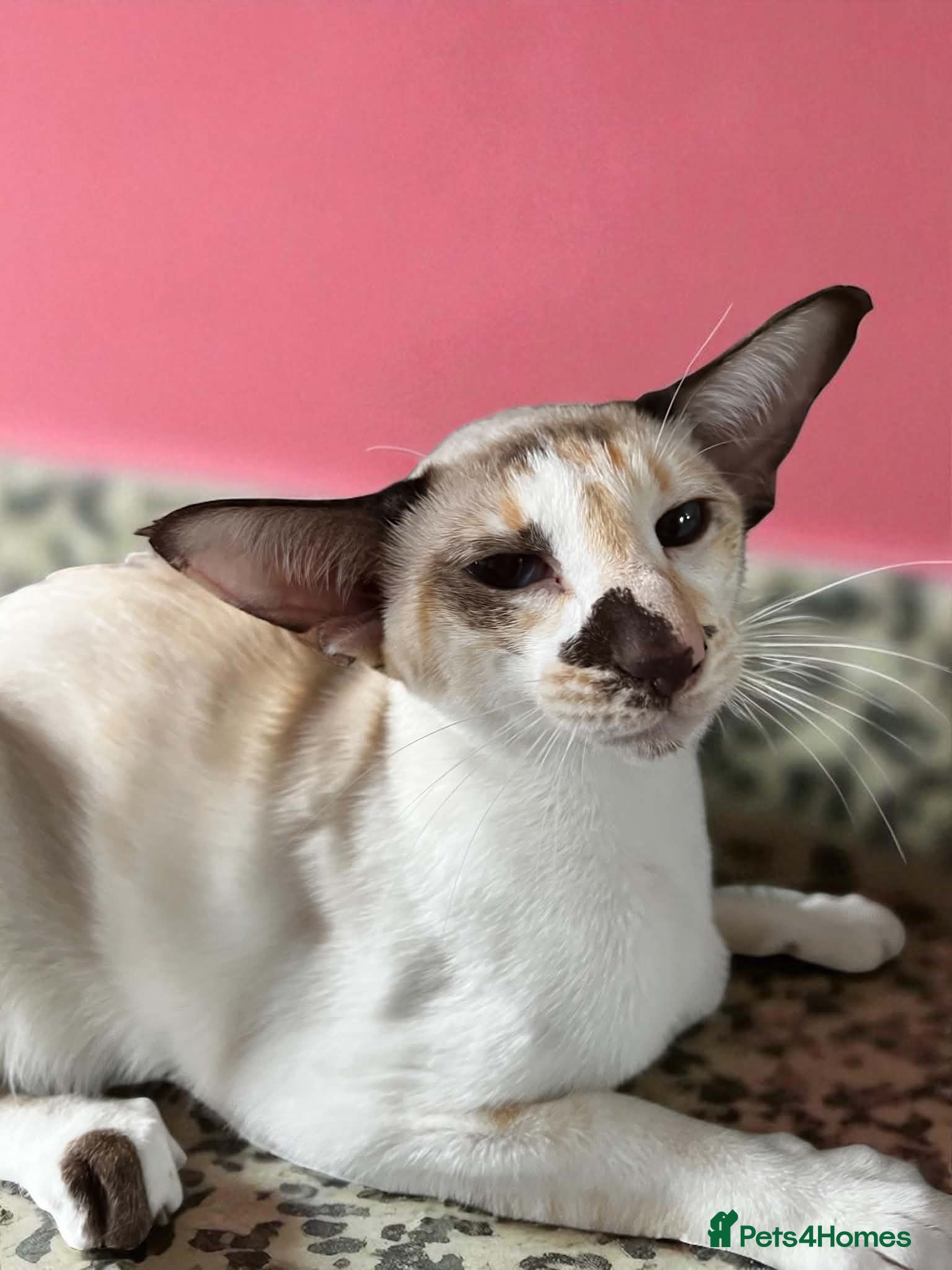 Siamese cats Pedigree GCCF Siamese kittens  - Advert 2