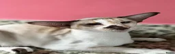 Siamese cats for sale: Pedigree GCCF Siamese kittens  in Knottingley - Advert 1