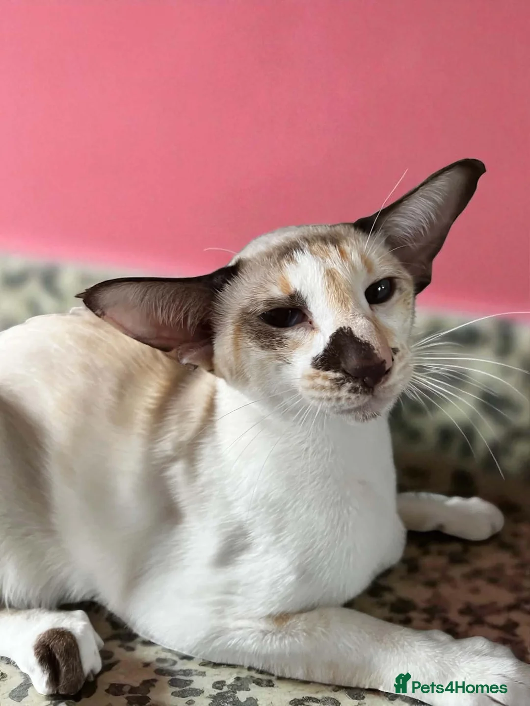 Siamese cats for sale: Pedigree GCCF Siamese kittens  in Knottingley - Advert 1