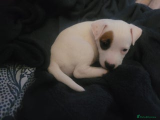 Parson Russell dogs Parsons terrier 1 boy 1 girl left - Advert 6