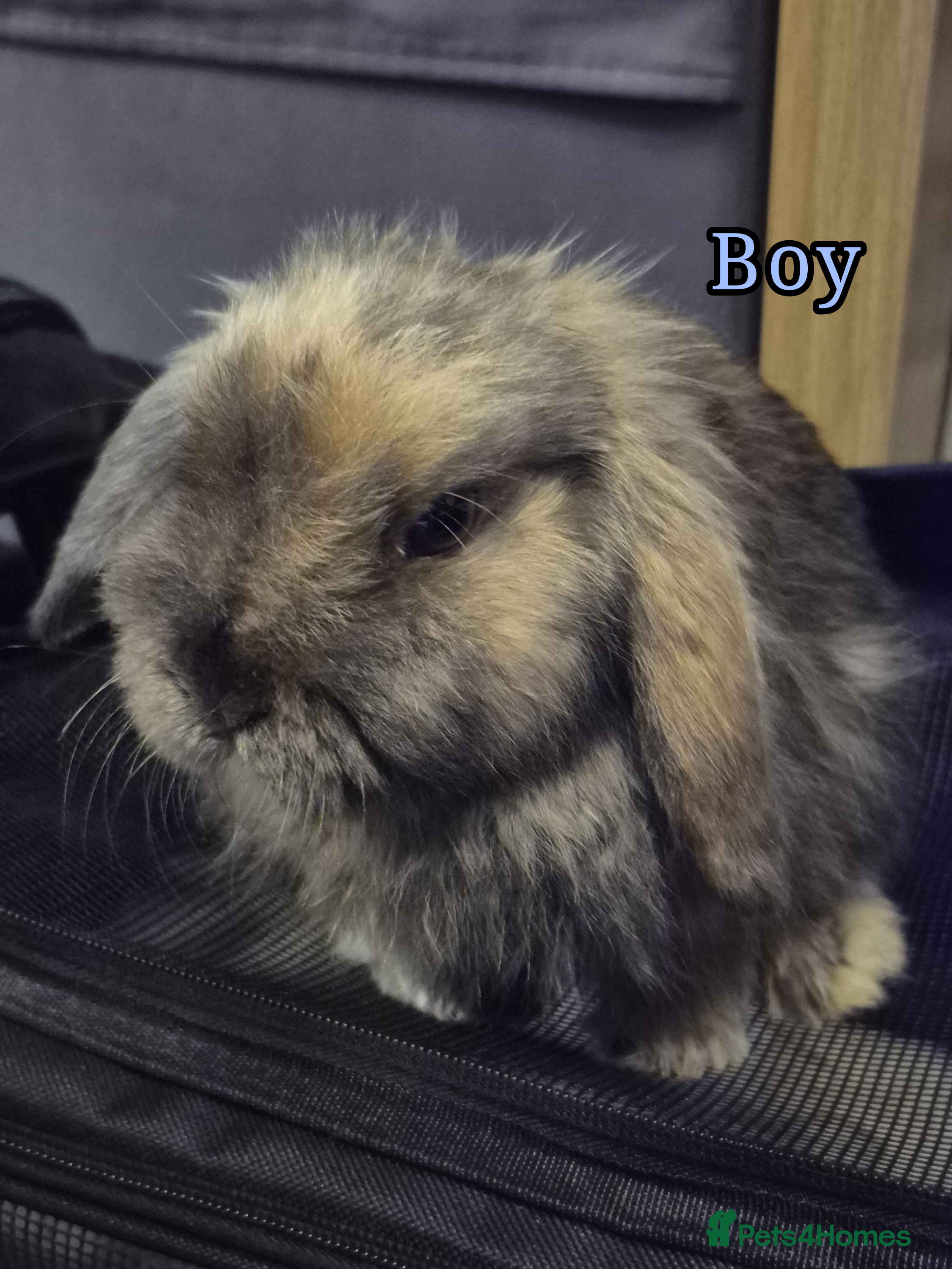 Mini Lop rabbits Mini lop rabbits - Advert 1