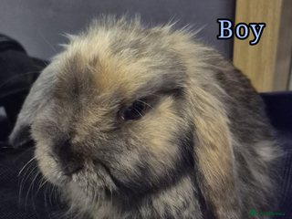 Mini Lop rabbits Mini lop rabbits - Advert 1