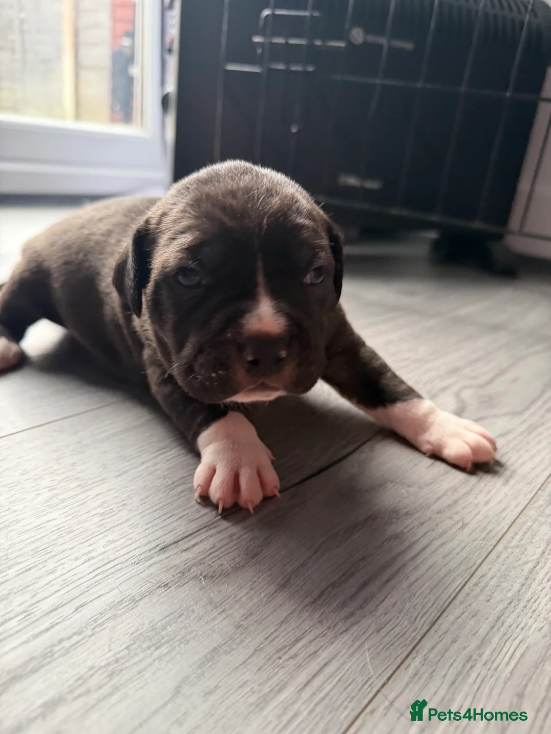 American Bully dogs for sale: American bully classic puppies for sale  - Advert 33