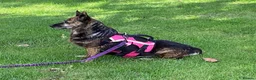 Mixed Breed dogs for adoption: Could Charlotte be your perfect little companion? - Advert 3