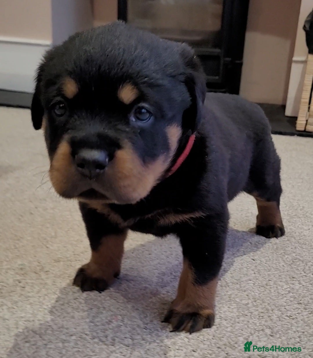 Rottweiler dogs GIANT ROTTWEILER PUPS. HEALTH, SIZE, TEMPERAMENT - Advert 4