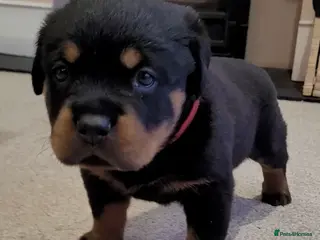 Rottweiler dogs GIANT ROTTWEILER PUPS. HEALTH, SIZE, TEMPERAMENT - Advert 4