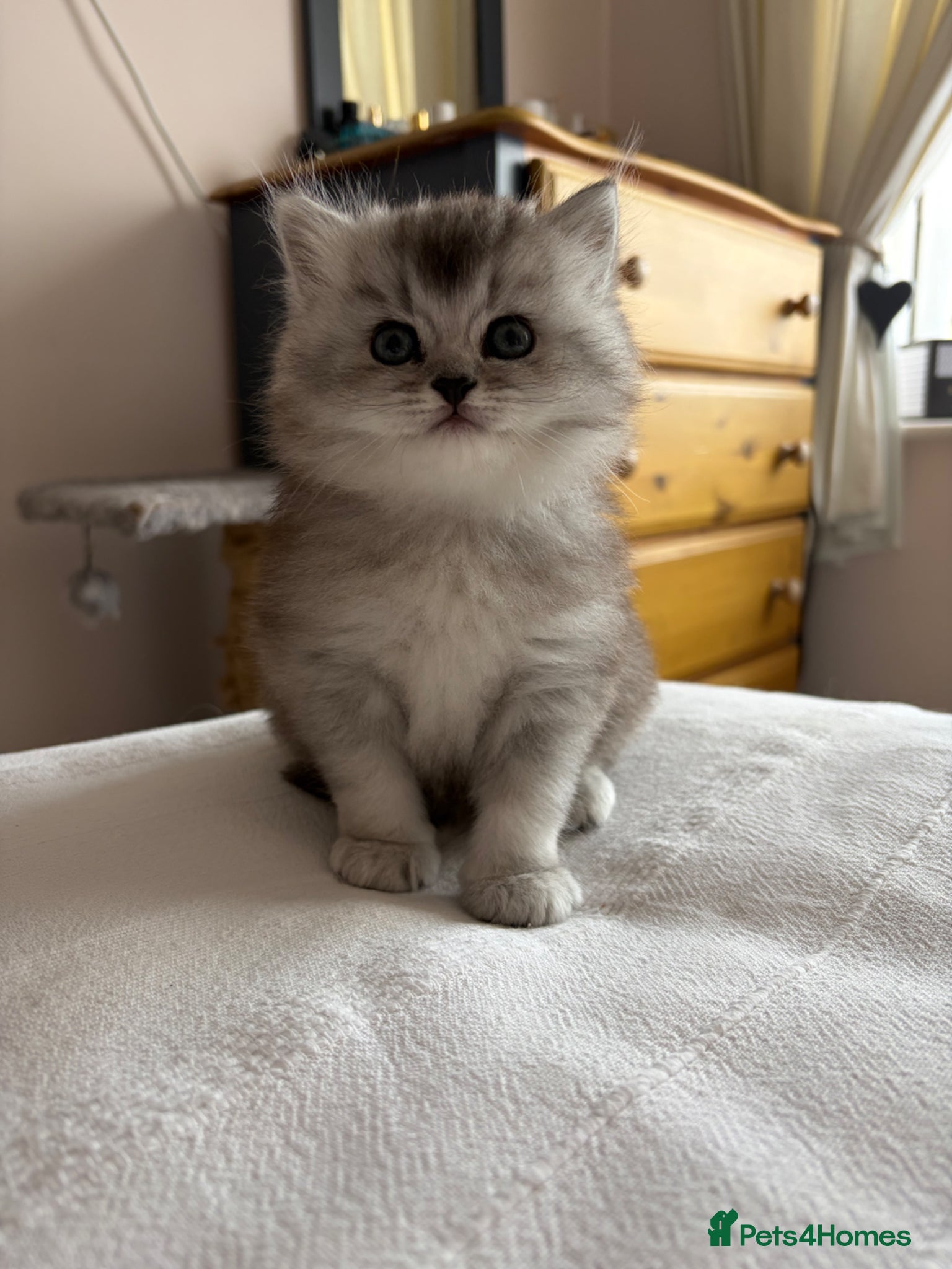 British Longhair cats Stunning British longhair x - Advert 4