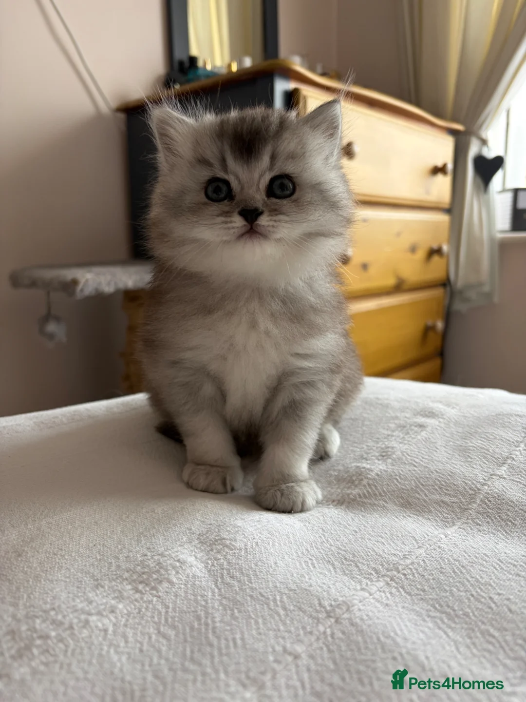 British Longhair cats for sale: Stunning British longhair x in Billingshurst - Advert 1