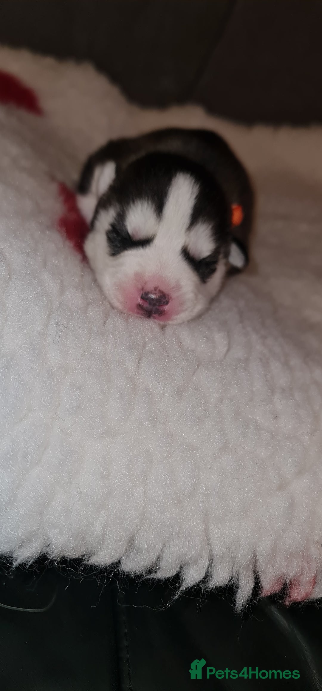 Siberian Husky dogs for sale: Ready now Siberian husky puppies  - Advert 10