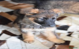 German Shepherd dogs for sale: German Shepherd Puppies - Image 13