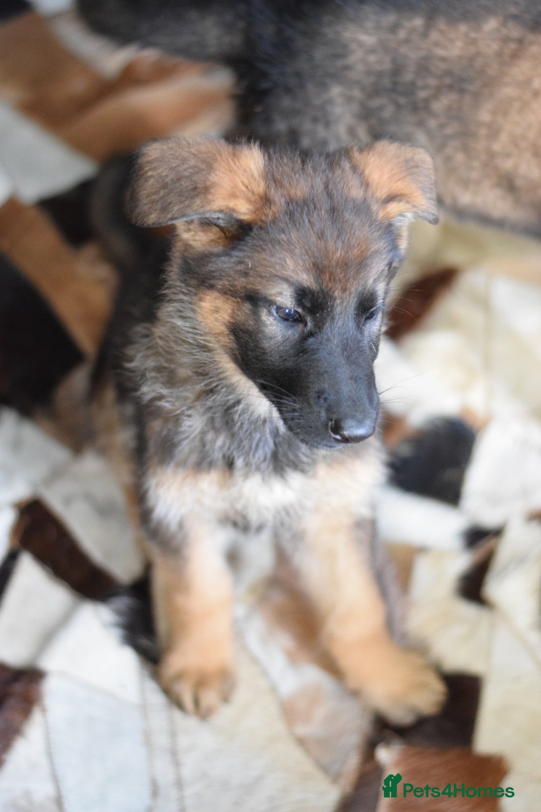 German Shepherd dogs for sale: German Shepherd Puppies - Image 13