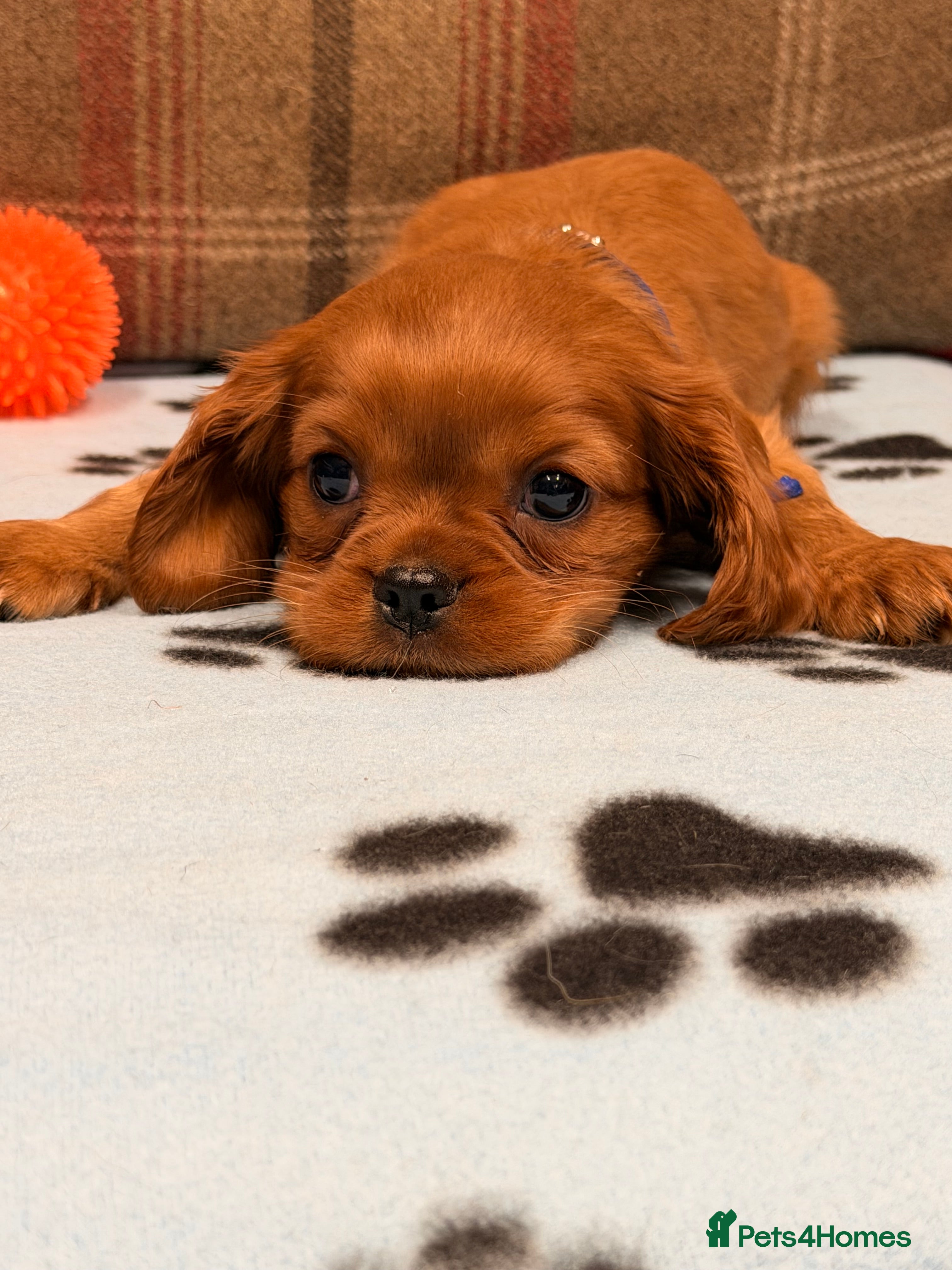Cavalier King Charles Spaniel dogs 🐶 One Boy Left -Cavalier King Charles  Puppies 🐶 - Advert 5
