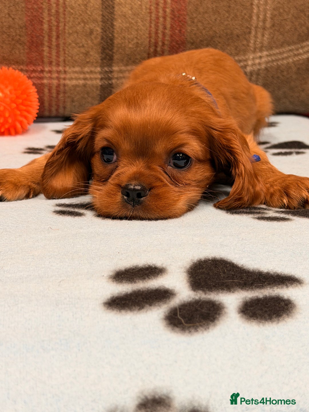 Cavalier King Charles Spaniel dogs for sale: 🐶 Beautiful Cavalier King Charles  Puppies 🐶 - Advert 17