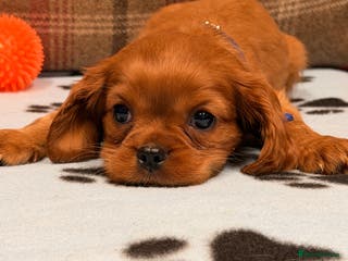 Cavalier King Charles Spaniel dogs 🐶 One Boy Left -Cavalier King Charles Puppies 🐶 - Advert 5
