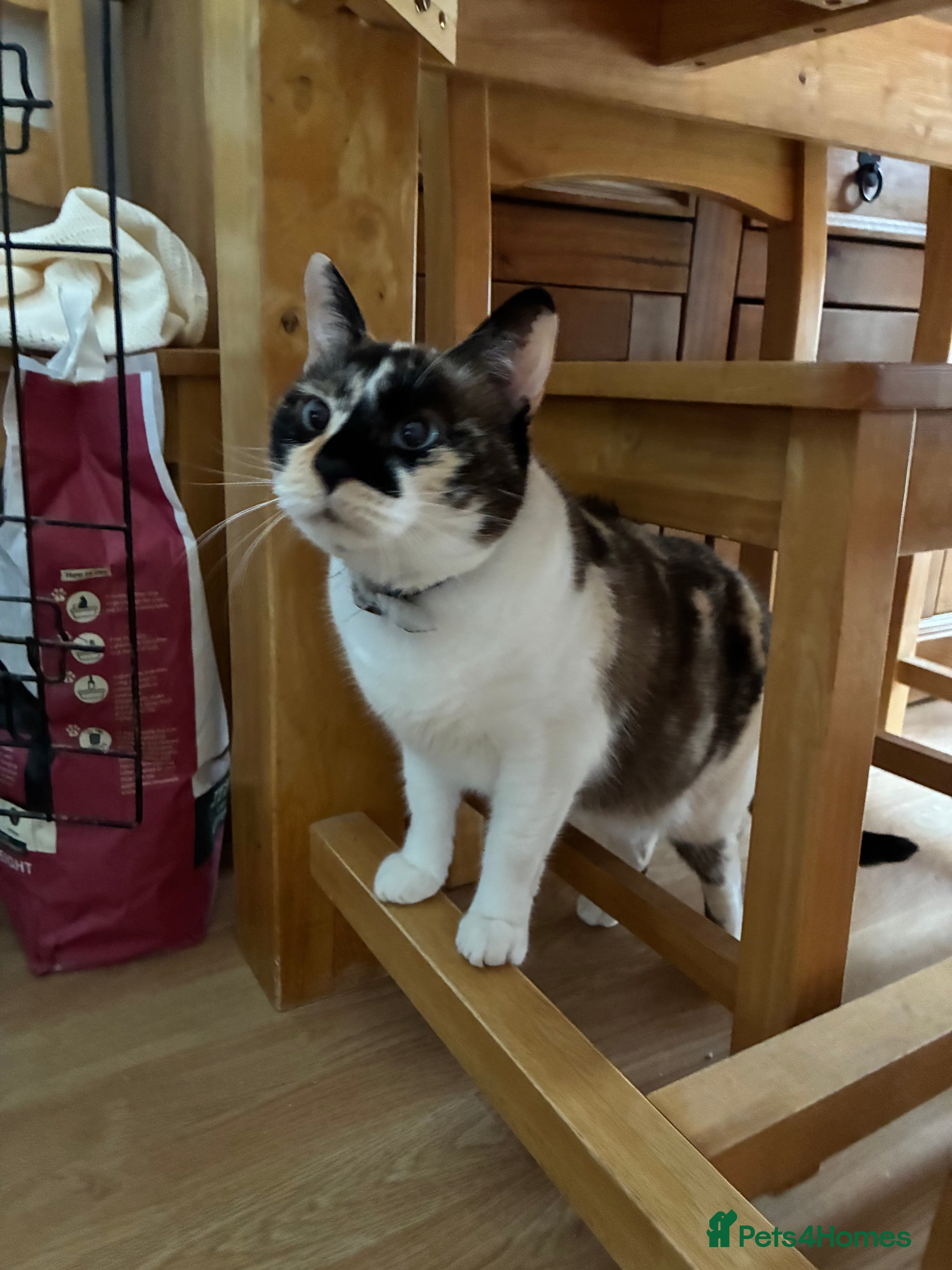 Mixed Breed cats Two adult cats for sale  - Advert 2