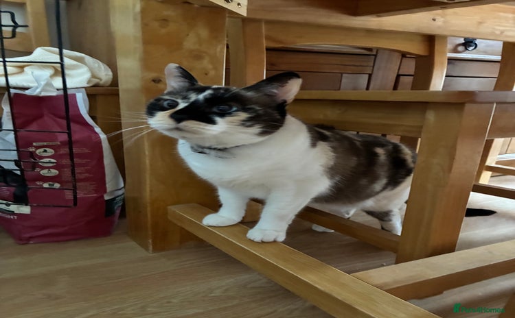 Mixed Breed cats - Advert 14