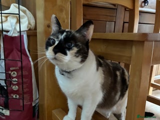 Mixed Breed cats - Advert 3