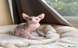 Sphynx cats for sale: Don Sphynx Kittens - Image 35