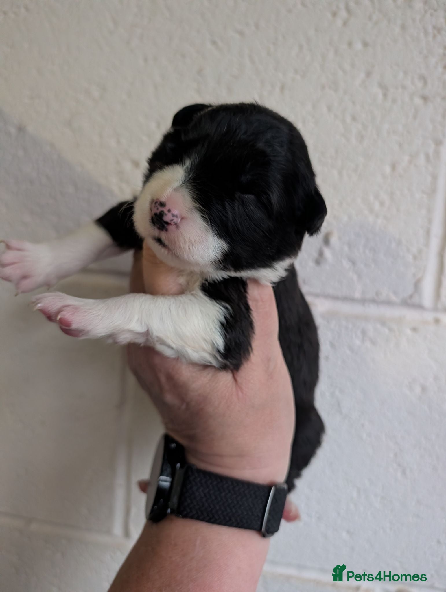 Border Collie dogs Border collie puppies - Advert 2