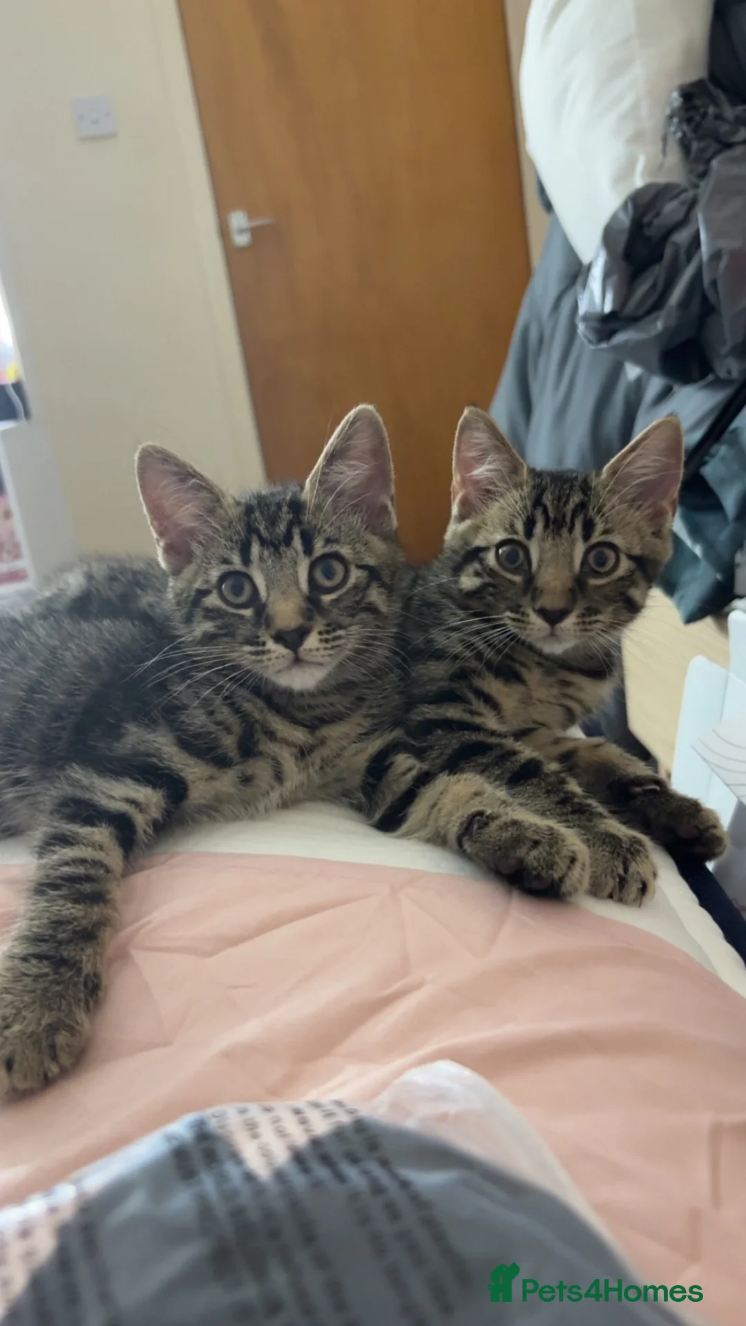 Mixed Breed cats for sale: beautiful tabby kittens  in Nottingham - Advert 7